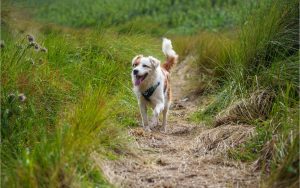 alimentación natural perros