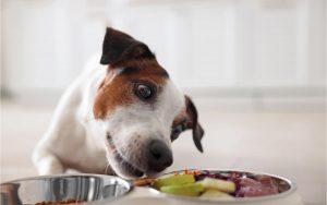 alimentación natural perros