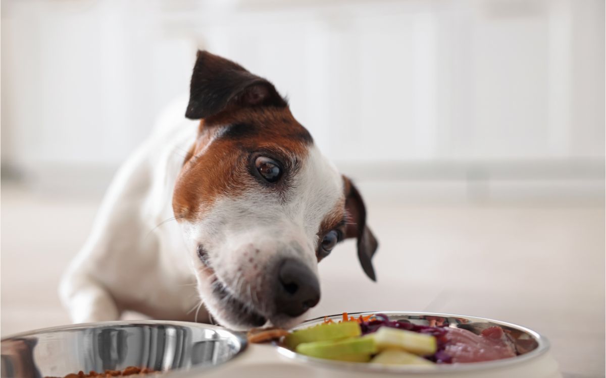 alimentación natural perros